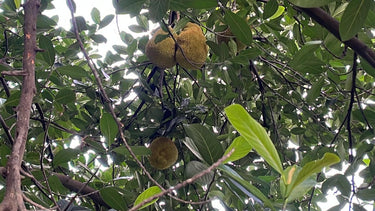 Kathal (Jackfruit) Pickle
